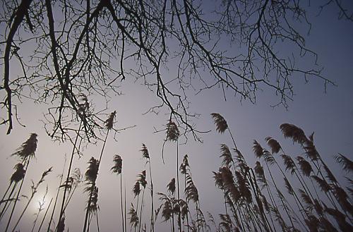 Fotos mas valoradas » Foto de Sin Nombre - Galería: Naturaleza Intima - Fotografía: Niebla