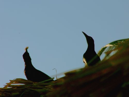 Fotografías menos votadas » Autor: 3.1416 Fotografia - Galería: Naturaleza - Fotografía: Encuentros Cercano