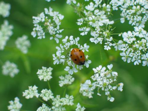 Fotos mas valoradas » Foto de ignasi - Galería: INSECTOS - Fotografía: Coccinella septemp