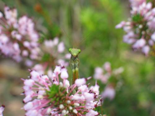 Fotos menos valoradas » Foto de ignasi - Galería: INSECTOS - Fotografía: amantis sobre brez