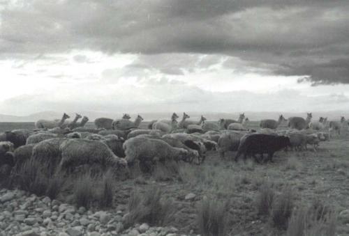 Fotos mas valoradas » Foto de Hugo Velarde - Galería: Viajes - Fotografía: Cruzando la carret