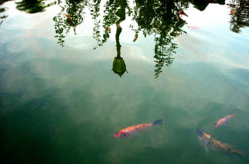 Fotos mas valoradas » Foto de Hugo Velarde - Galería: Viajes - Fotografía: Espejo de vida