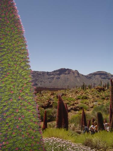 Fotos mas valoradas » Foto de francusio - Galería: Fotos diversas - Fotografía: Tajinastes en el T