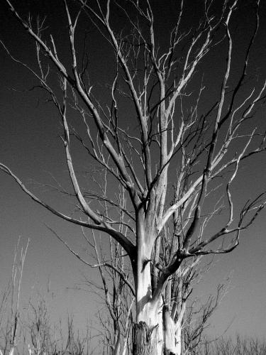 Fotografías menos votadas » Autor: FabinLarrea - Galería: El Lago Epecuen, Carhue - Fotografía: 