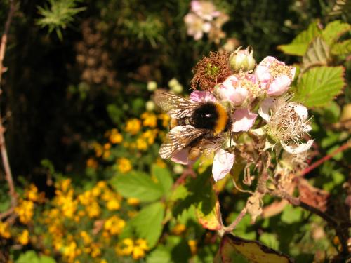 Fotos menos valoradas » Foto de loureirodaqui - Galería: Flores e insectos - Fotografía: Bombus terrestris