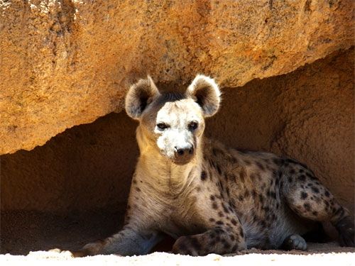 Fotografías menos votadas » Autor: sfdfotografias - Galería: Bioparc - Fotografía: 