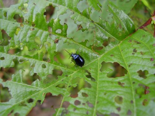 Fotos mas valoradas » Foto de Samn - Galería: Natural 100% - Fotografía: Hambriento