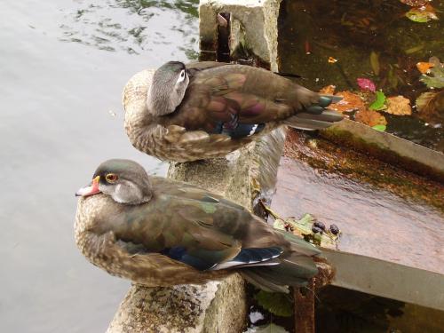 Fotos menos valoradas » Foto de Samn - Galería: Natural 100% - Fotografía: Patos