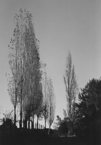 Fotos mas valoradas » Foto de Hector Yaez Linnebrink - Galería: paisajes y gentes de chiloe - Fotografía: alamos de Quilquic