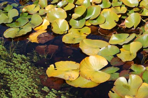 Fotografías menos votadas » Autor: Fran Cubillos - Galería: Flora - Fotografía: 