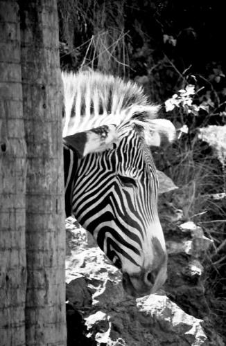 Fotografías menos votadas » Autor: digitalhambra - Galería: Animales B/W - Fotografía: Paso a la Cebra