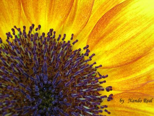 Fotos menos valoradas » Foto de nando - Galería: La grandeza de lo cotidiano - Fotografía: GIRASOL2