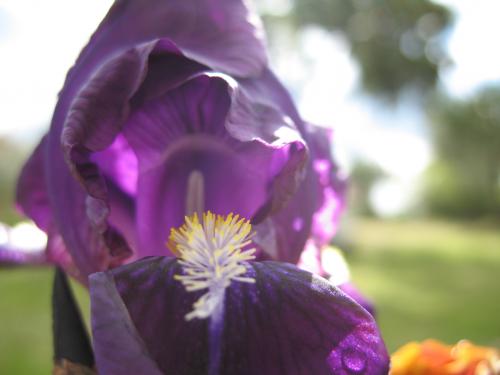 Fotografías menos votadas » Autor: lanas - Galería: flores diversas - Fotografía: la cueva morada