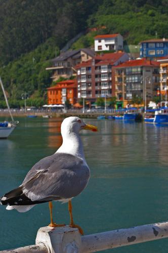 Fotos menos valoradas » Foto de Valcrcel - Galería: Gaviota - Fotografía: 