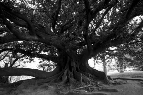 Fotografías menos votadas » Autor: Dario - Galería: fotoarte - Fotografía: arbol