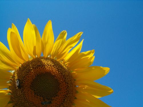 Fotos mas valoradas » Foto de J. Daniel - Galería: Flora - Fotografía: Girasol