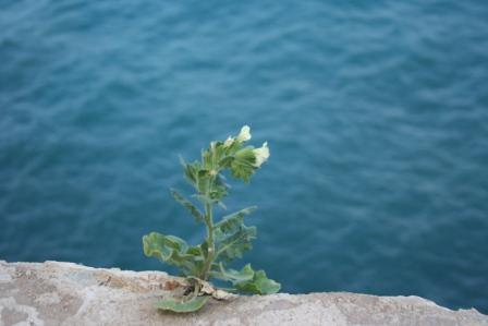 Fotos menos valoradas » Foto de DaBossPlaya - Galería: flores y retratos - Fotografía: flor de mar