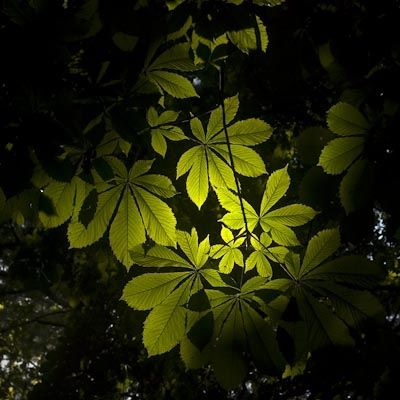 Fotografías menos votadas » Autor: Nichamer - Galería: Monasterio de Piedra - Fotografía: Toda la luz que ne