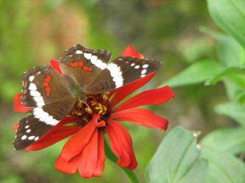 Fotos mas valoradas » Foto de Larga - Galería: Primognitas - Fotografía: Mariposa en flor