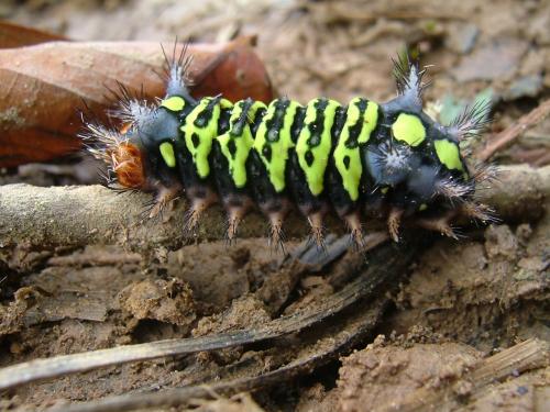 Fotos mas valoradas » Foto de Hector Augusto Cuestas - Galería: Fauna - Fotografía: Gusano venenoso de