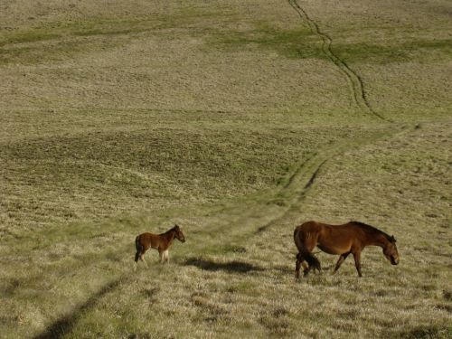 Fotografías menos votadas » Autor: Ricardo Jara - Galería: Rapa Nui - Fotografía: 