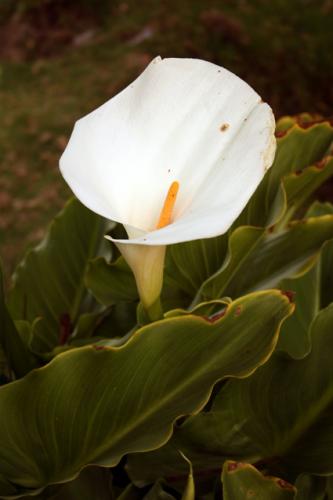 Fotos menos valoradas » Foto de anitex - Galería: iniciacin - Fotografía: flor