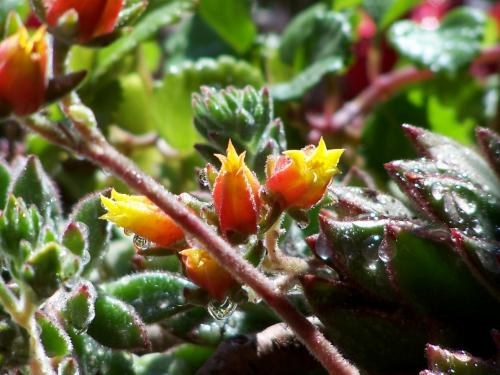 Fotos menos valoradas » Foto de Sin Nombre - Galería: FLORES - Fotografía: Flor de cactus