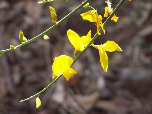 Fotos mas valoradas » Foto de Sin Nombre - Galería: FLORES - Fotografía: flor de retama