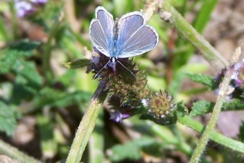 Fotos mas valoradas » Foto de Sin Nombre - Galería: FLORES - Fotografía: Azul