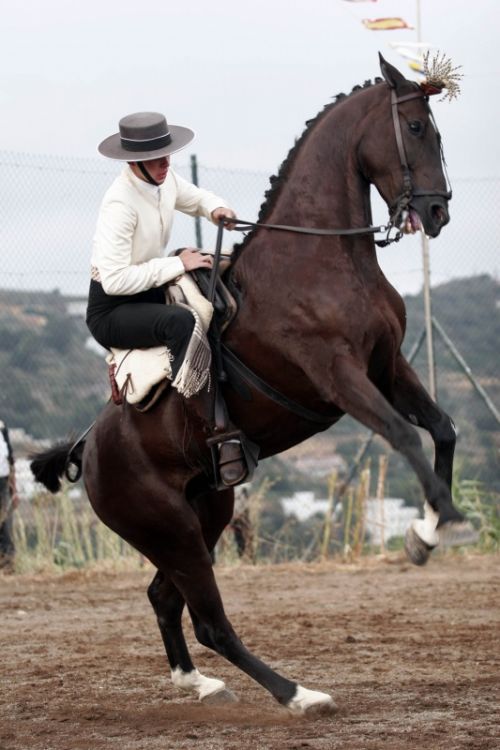 Fotografías menos votadas » Autor: Ral Blangette Avalle - Galería: Caballos - Fotografía: 