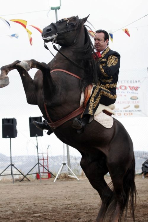 Fotografías menos votadas » Autor: Ral Blangette Avalle - Galería: Caballos - Fotografía: 