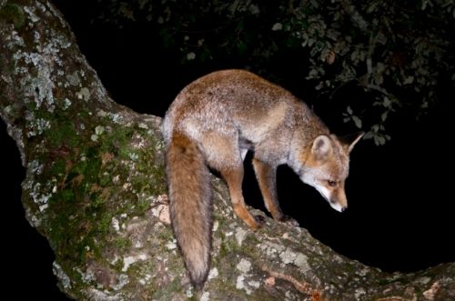 Fotografías menos votadas » Autor: NaturfotO.es - Galería: Fauna - Fotografía: 