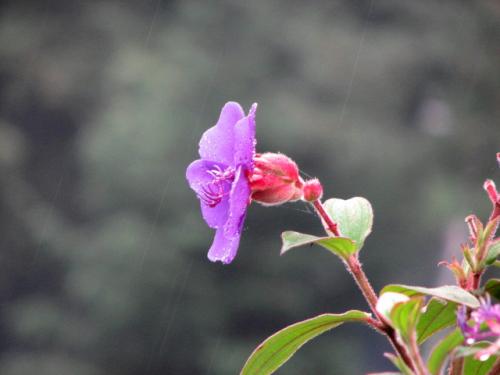 Fotografías menos votadas » Autor: israel - Galería: Flores - Fotografía: renacer