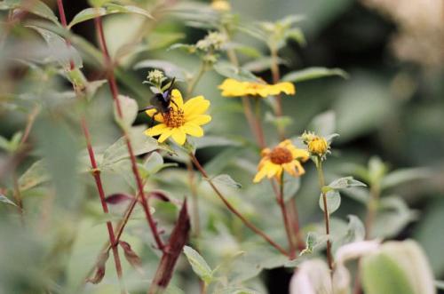 Fotos menos valoradas » Foto de Siana - Galería: Tesoros subtropicales - Fotografía: visitante