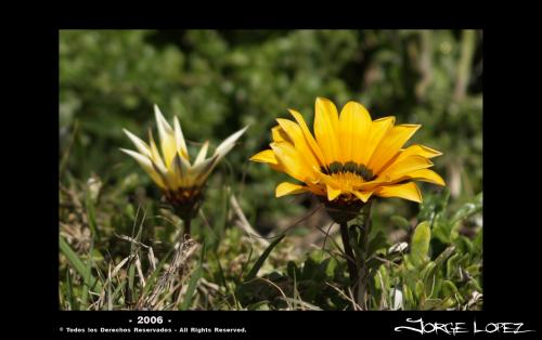 Fotografías menos votadas » Autor: Studio Digital - Galería: He aprendidio algo ? - Fotografía: Flor