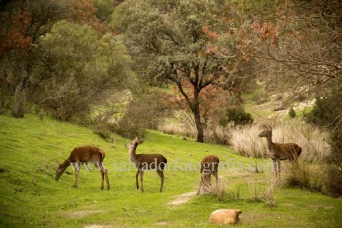 Fotografías menos votadas » Autor: salvador fotografia - Galería: Por el Sur de Espaa - Fotografía: 