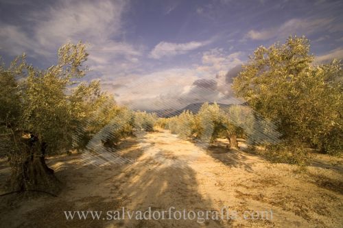 Fotografías menos votadas » Autor: salvador fotografia - Galería: Por el Sur de Espaa - Fotografía: 