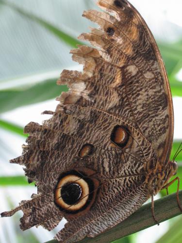 Fotos menos valoradas » Foto de LICINIOCALVO - Galería: MARIPOSAS - Fotografía: 