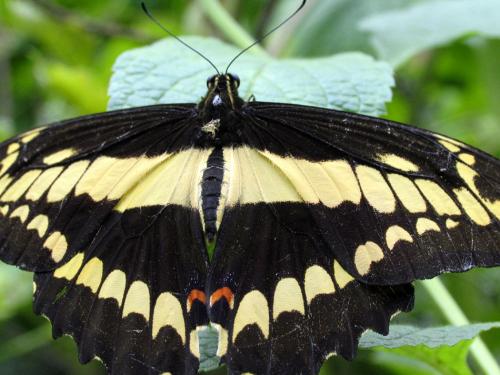 Fotos menos valoradas » Foto de LICINIOCALVO - Galería: MARIPOSAS - Fotografía: 