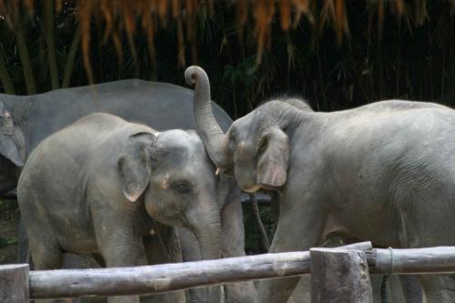 Fotografías menos votadas » Autor: reportajes frances - Galería: tailandia - Fotografía: 