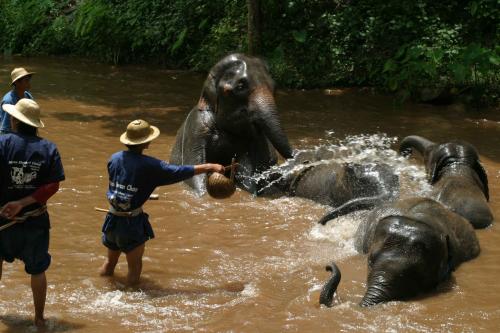 Fotografías menos votadas » Autor: reportajes frances - Galería: tailandia - Fotografía: 