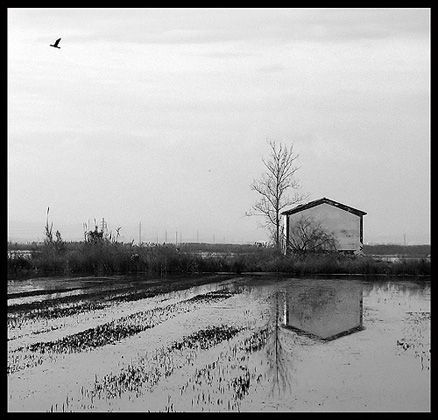 Fotografías menos votadas » Autor: Henry Mann - Galería: Blanco y negro - Fotografía: Albufera secuencia