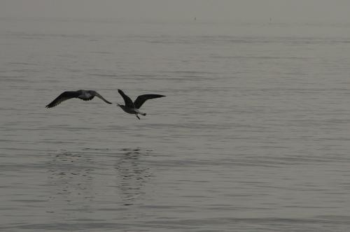 Fotografías menos votadas » Autor: Juanjo - Galería: Delta del Ebro - Fotografía: Levantando el vuel