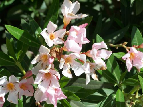 Fotos mas valoradas » Foto de Beto - Galería: Naturaleza - Fotografía: sin titulo