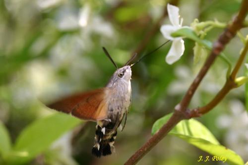 Fotos menos valoradas » Foto de Jos J. Poley - Galería: Naturaleza - Fotografía: al rico polennnn.