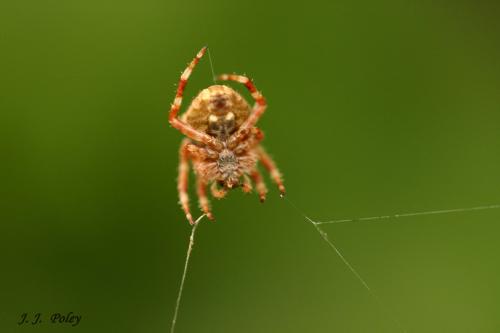 Fotos menos valoradas » Foto de Jos J. Poley - Galería: Naturaleza - Fotografía: Araa