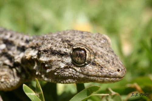 Fotos menos valoradas » Foto de Jos J. Poley - Galería: Naturaleza - Fotografía: Me dej acercarme