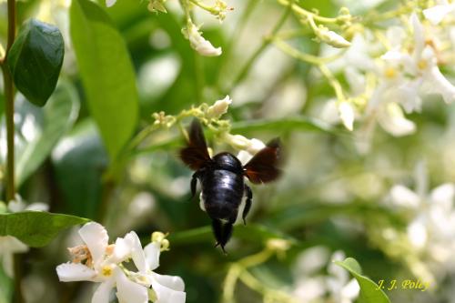 Fotos mas valoradas » Foto de Jos J. Poley - Galería: Naturaleza - Fotografía: Sorpresa en el set