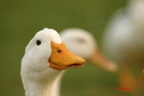 Fotos mas valoradas » Foto de Jos J. Poley - Galería: Naturaleza - Fotografía: Primer plano