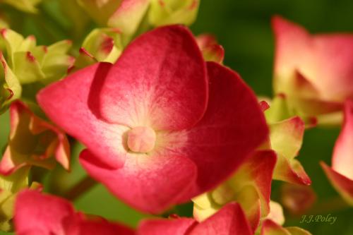 Fotos mas valoradas » Foto de Jos J. Poley - Galería: Naturaleza - Fotografía: Detalle de hortens